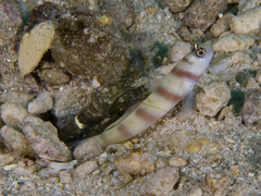 Amblyeleotris steinitzi