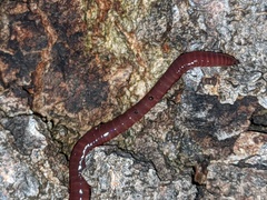 Eisenia