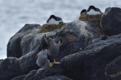 Phalacrocorax featherstoni