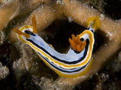 Chromodoris annae