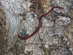 Eisenia
