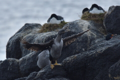 Phalacrocorax featherstoni
