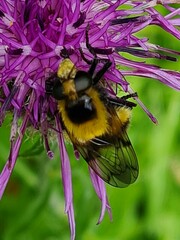 Volucella bombylans