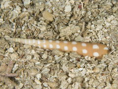 Terebra guttata
