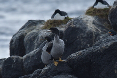 Phalacrocorax featherstoni