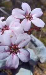 Adenandra marginata marginata