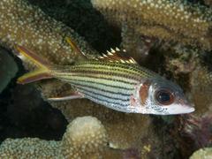 Neoniphon sammara