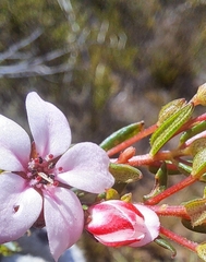 Adenandra marginata marginata