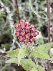 Pluchea odorata odorata