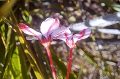 Adenandra marginata marginata