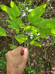 Jatropha hernandiifolia