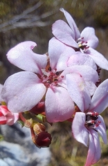 Adenandra marginata marginata
