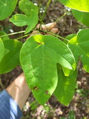 Jatropha hernandiifolia