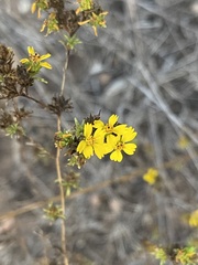 Deinandra fasciculata
