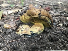 Cyanoboletus pulverulentus