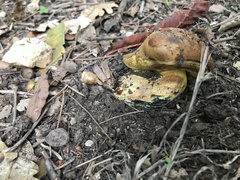 Cyanoboletus pulverulentus