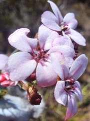Adenandra marginata marginata