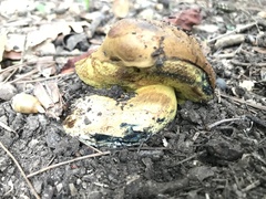 Cyanoboletus pulverulentus