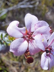 Adenandra marginata marginata