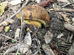 Cyanoboletus pulverulentus