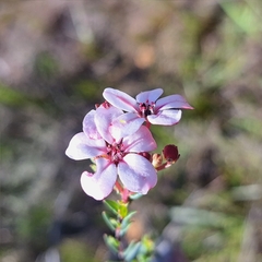 Adenandra marginata marginata