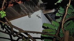 Gekko gecko