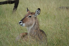 Kobus ellipsiprymnus defassa