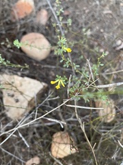 Acmispon glaber glaber