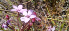 Adenandra marginata marginata