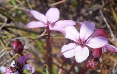 Adenandra marginata marginata