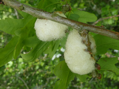 Andricus quercusramuli