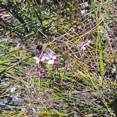 Adenandra marginata marginata