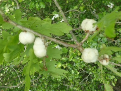 Andricus quercusramuli