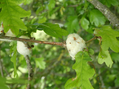 Andricus quercusramuli