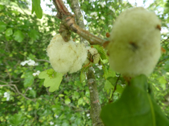 Andricus quercusramuli