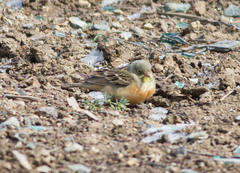 Emberiza hortulana