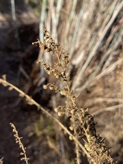 Artemisia californica