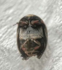 Attagenus undulatus