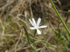 Lactuca inermis