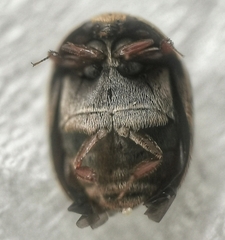 Attagenus undulatus