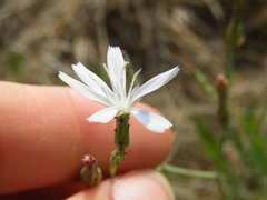 Lactuca inermis