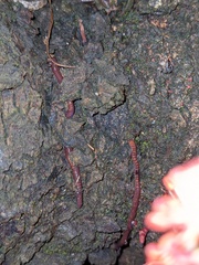 Eisenia