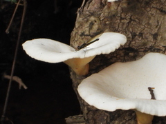 Lentinus sajor-caju