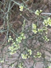Adolphia californica