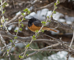 Phoenicurus ochruros phoenicuroides
