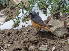 Phoenicurus ochruros phoenicuroides