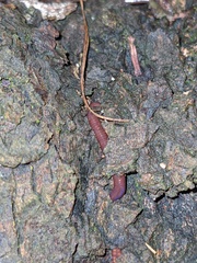 Eisenia