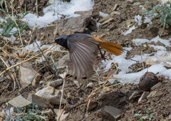 Phoenicurus ochruros phoenicuroides