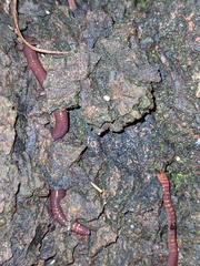 Eisenia