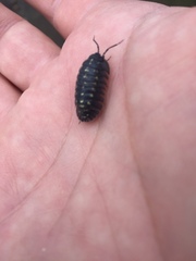 Armadillidium depressum